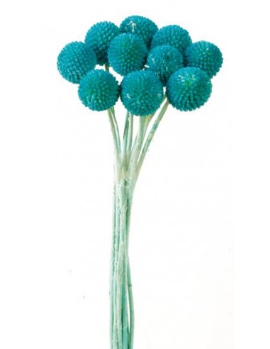 Craspedia Preservada  Lila