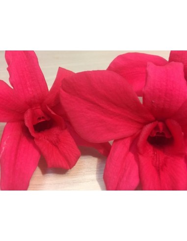 Orquidea  variedad Dendrobium Caja de 5