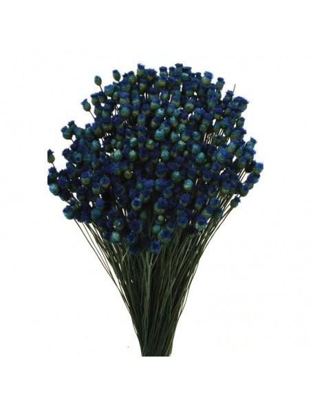 Jazilda color azul mar 50g