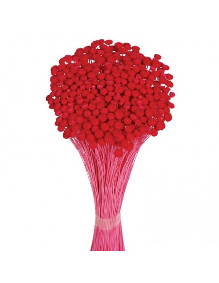 Amarelino color fucsia pastel 45cm 120g