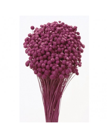 Amarelino color fucsia oscuro 45cm 120g