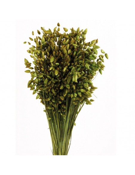 Briza maxima verde oliva 100g