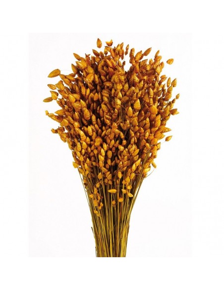 Briza maxima amarillo camel 100g