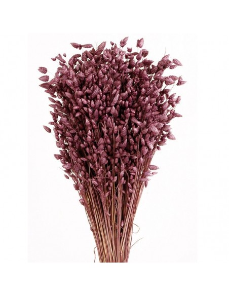 Briza maxima malva 100g