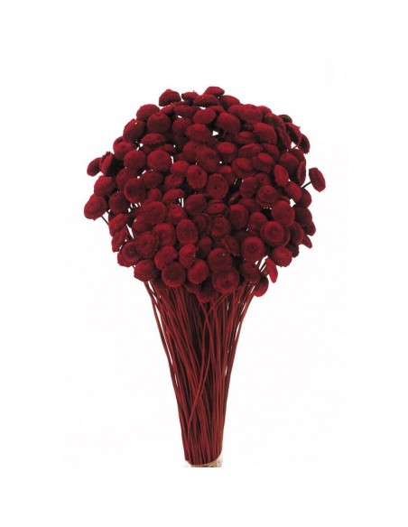 Botao preservado fucsia oscuro