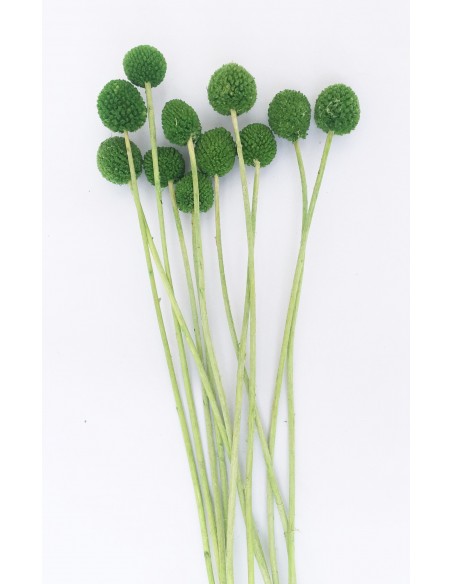 Craspedia preservada verde