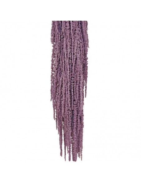 Amaranthus caudatus preservado malva 150g