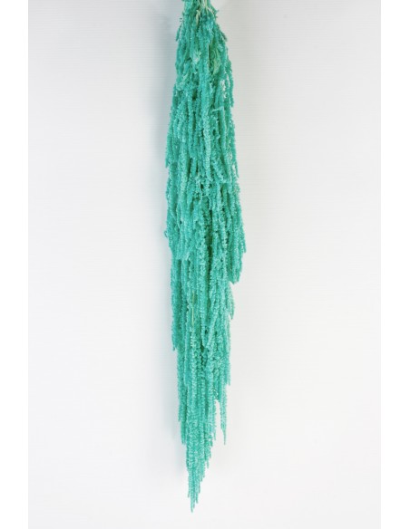 Amaranthus caudatus preservado azul turquesa 150g