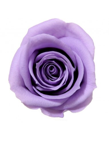 Rosa preservada mini Verdissimo Caja 12 Ud.| Proveedor floristerias