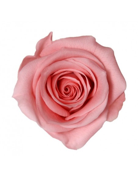 Rosa preservada mini, rosa palo x12