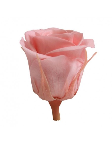 Rosa preservada mini, rosa palo x12