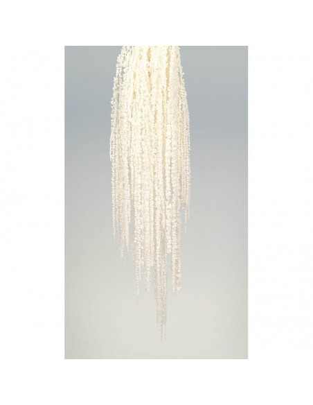 Amaranthus caudatus preservado blanco marfil 150g