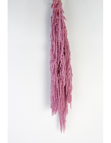 Amaranthus caudatus preservado rosa fuerte 150g
