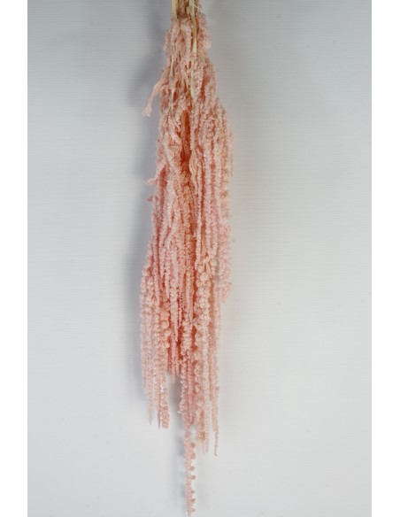 Amaranthus caudatus preservado rosa pastel 150g