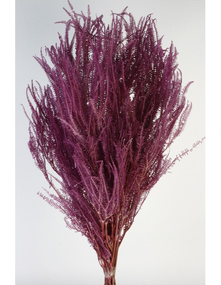 Helecho x3 preservado color Lila