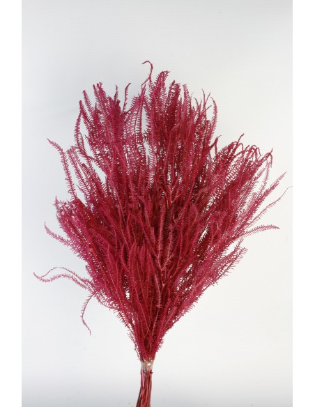 Helecho x3 preservado color Fucsia