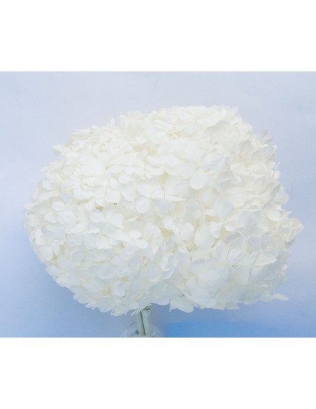 Hortensia preservada blanca hoja pequeña