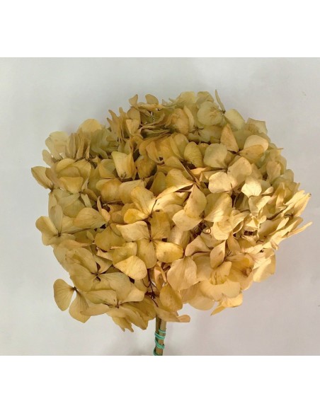 Hortensia preservada color camel