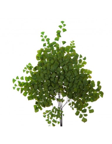 Fougere Adantum Verde
