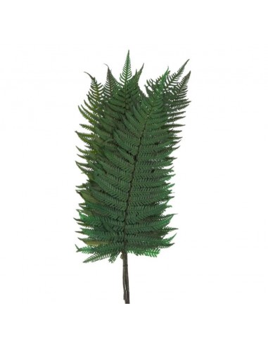 Fougere parchemin 20/30