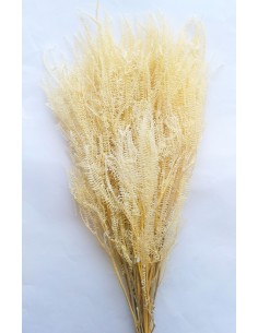 Helecho x3 preservado color Blanco