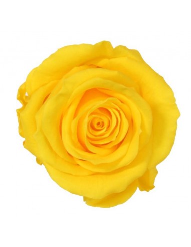 Rosa preservada extra rojo 6 Ud | distribuidor flores preservadas