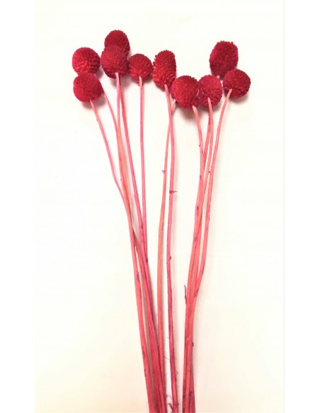 Craspedia preservada fucsia