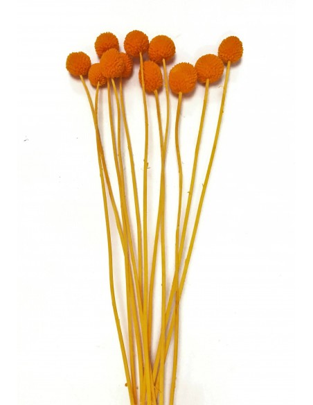 Craspedia preservada naranja