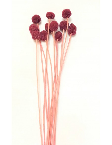 Craspedia preservada fucsia oscuro