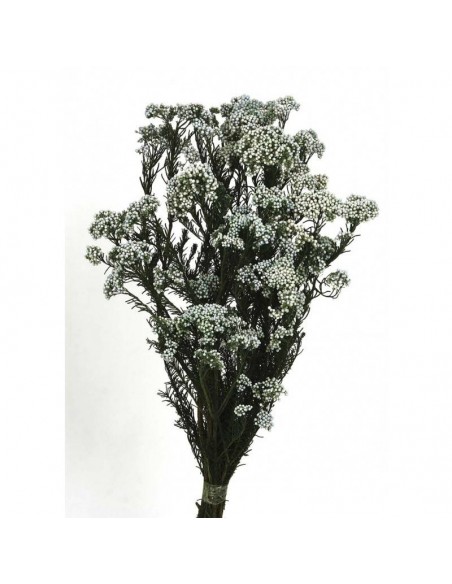 Flor de arroz preservada azul celeste