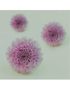 Crisantemo focus mini lila , Caja 8 unidades