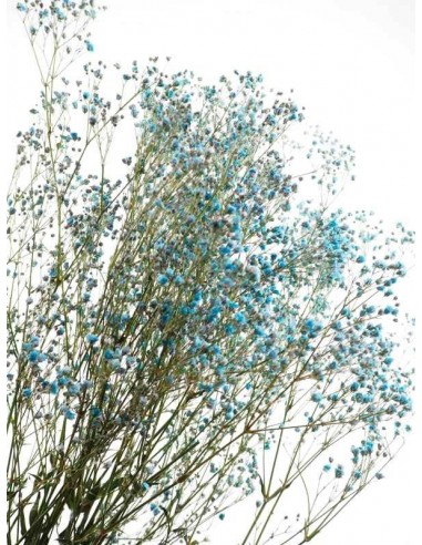 Gypsophila Paniculata preservada Azul