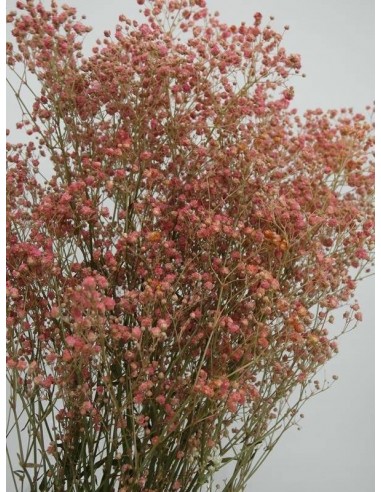 Gypsophila paniculata preservada rosa - 40490 - Gypsophila