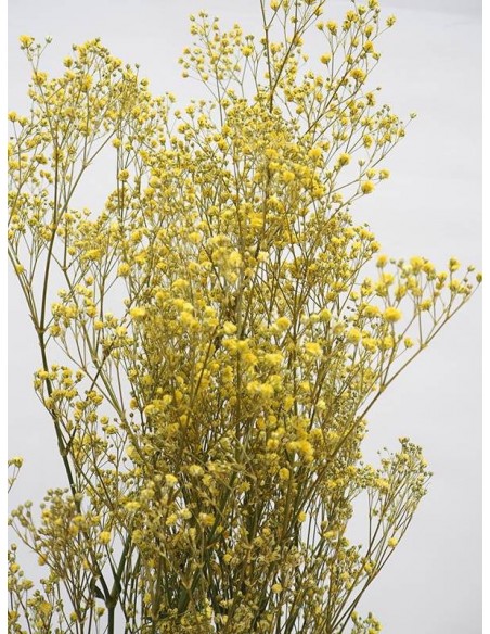 Gypsophila paniculata amarillo