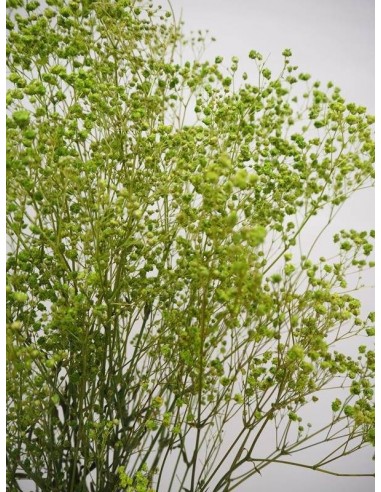 Gypsophila paniculata verde