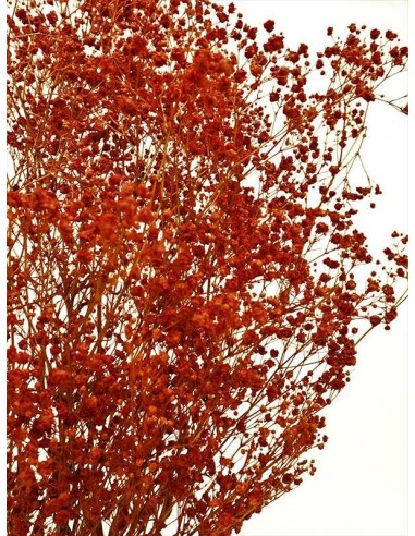 Gypsophila Paniculata preservada Rojo