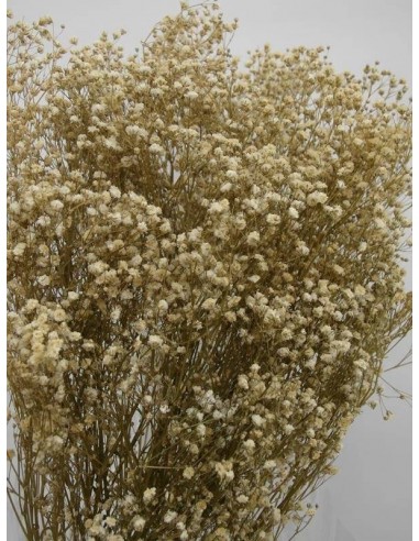 Gypsophila paniculata preservada - Kihana Flores Preservadas