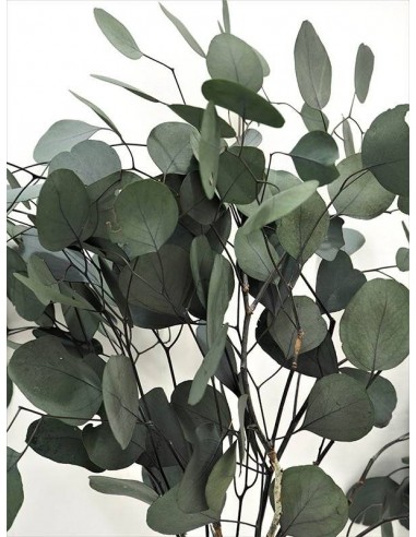 Populus Vert eucalipto 40/80 verde