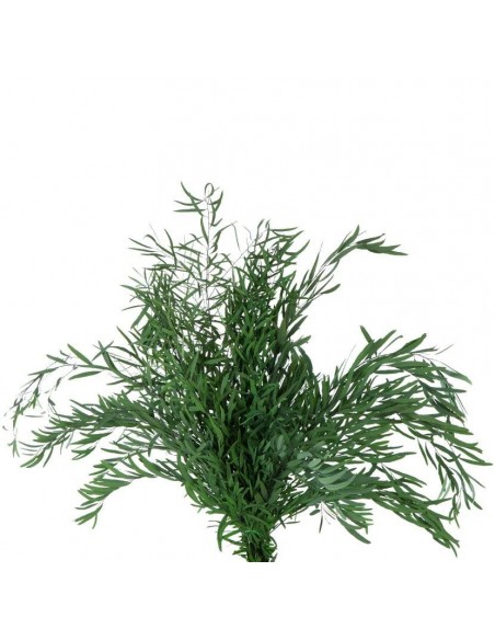 Nicoly preservado Verdissimo varios colores