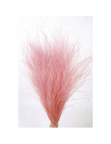 Stypa pennata 50cm rosa pastel