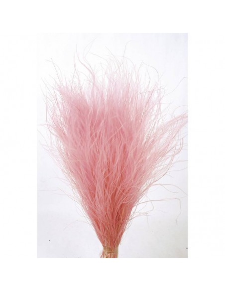 Stypa pennata 50cm rosa pastel