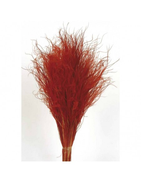 Stypa pennata 50cm rojo