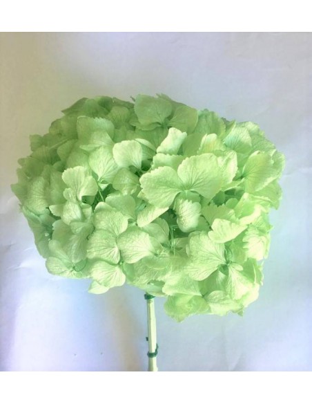 Hortensia preservada blanca hoja pequeña