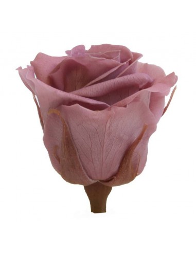 Rosa preservada extra 6 unidades cherry blossom