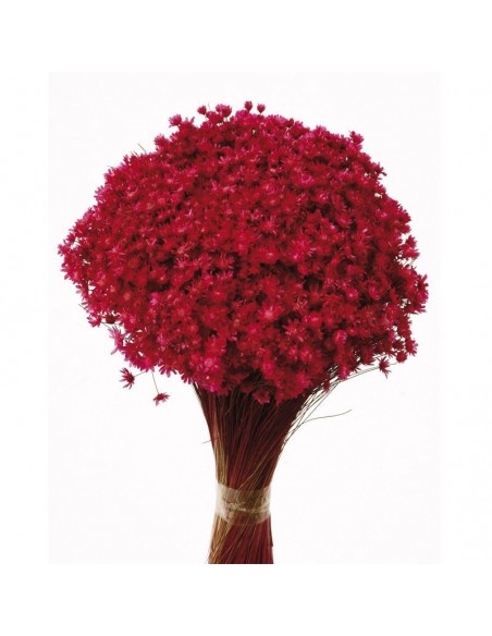 Marcela fucsia 30cm 50g