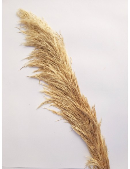 Gynerium preservado 1,25m con caña (Cortaderia Selloana)