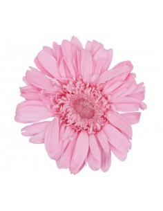 Gerbera Pastel Pink Premium x4