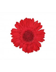 Gerbera Premium Roja x4