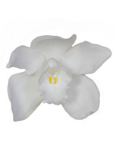 Cabeza de Orquídea Cymbidium x3 Blanca - 41716 - Cabeza de...