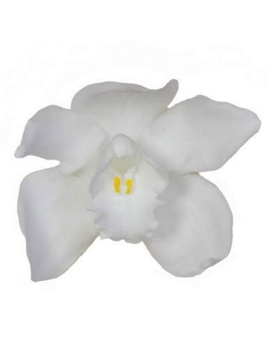 Cabeza de Orquídea Cymbidium x3 Blanca